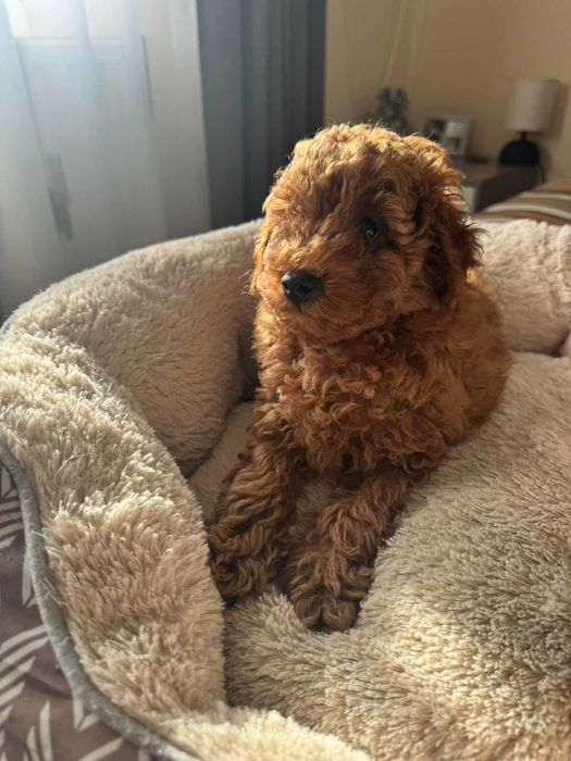 Киченцата вече са продадени