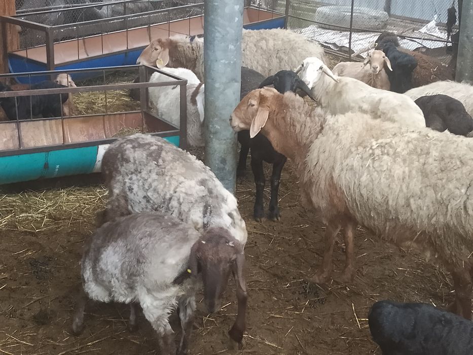 Бараны арашаны гисары