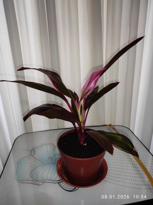 Продам цветок корделины.