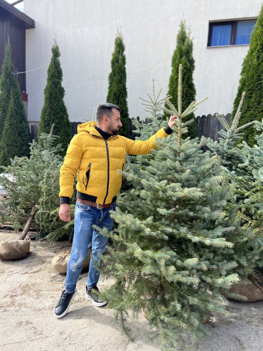 Plante ornamentale de orice specie