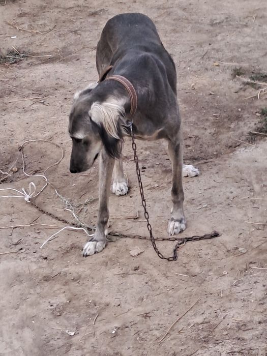 Тазы ургашы сатылады