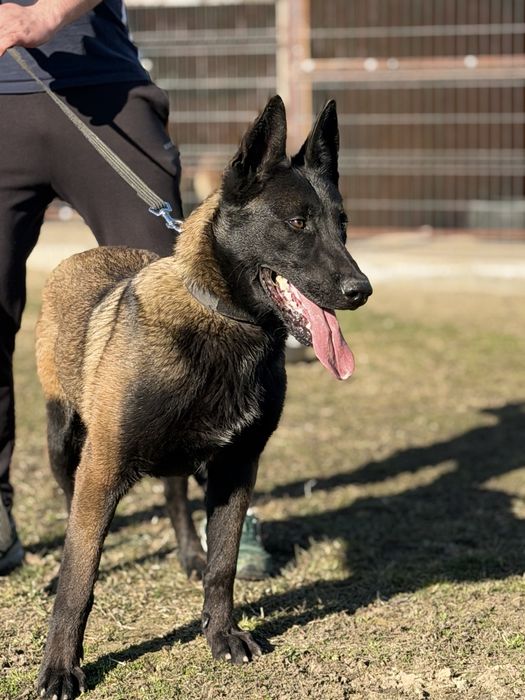 Vand Ciobanesc Belgian-Malinois