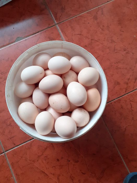 Продам домашние яица