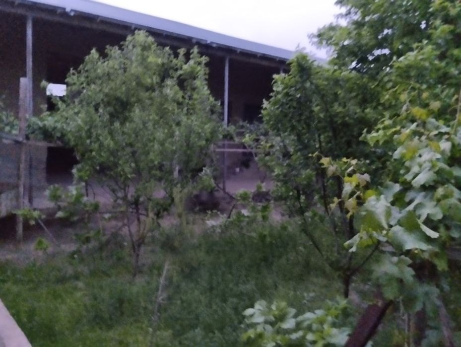 Ховли сотилади.Фарход савхозида 6 сутик