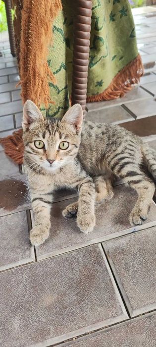 Кошечка ищет хозяина