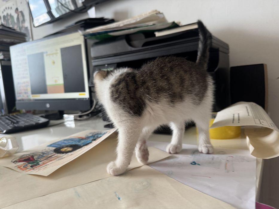 Отдам котенка бесплатно