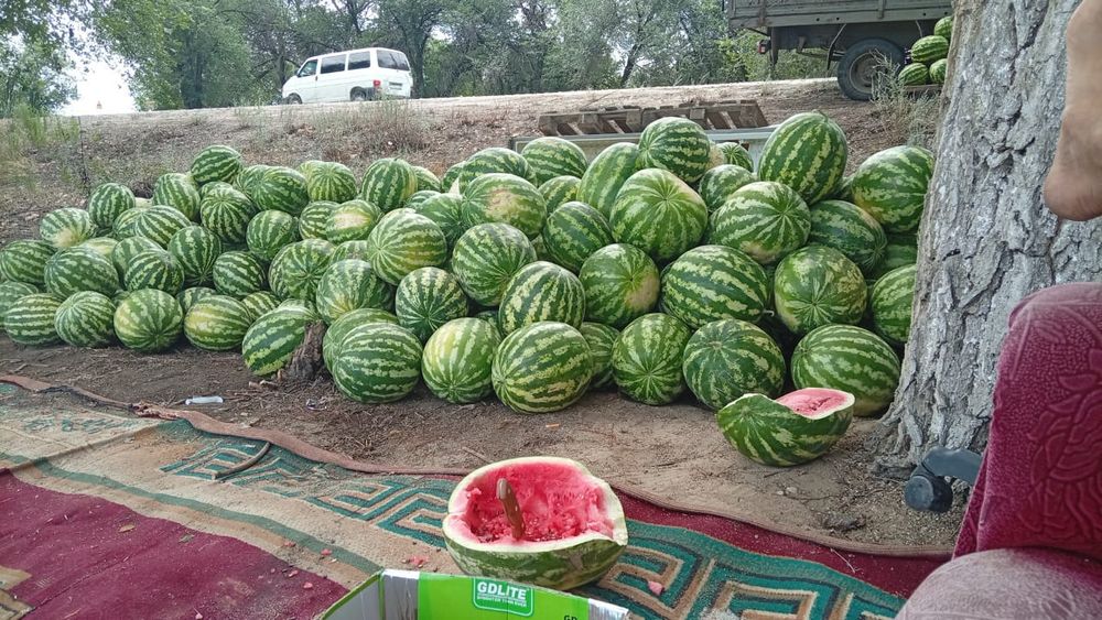 Арбузы по штучно с поля
