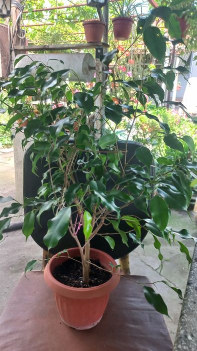 Водна лилия. .  Шафлера. Юка. Кливия.