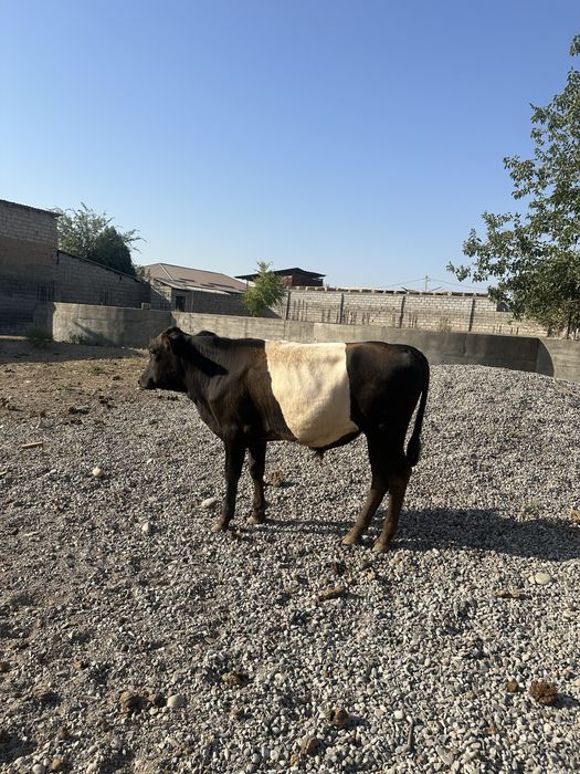 Buqacha sotiladi