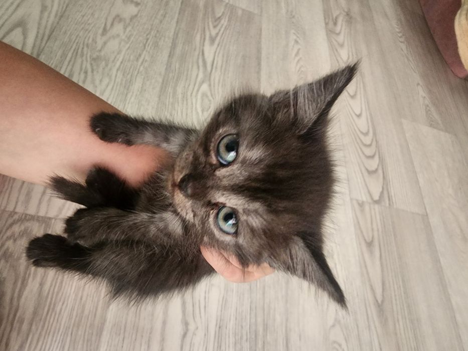 Отдам котят в добрые руки