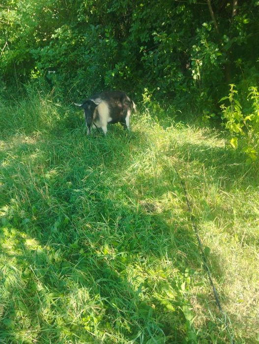 Vând țap și ieduțe.