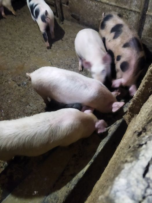 Продаются поросята разного возраста все вопросы по телефону