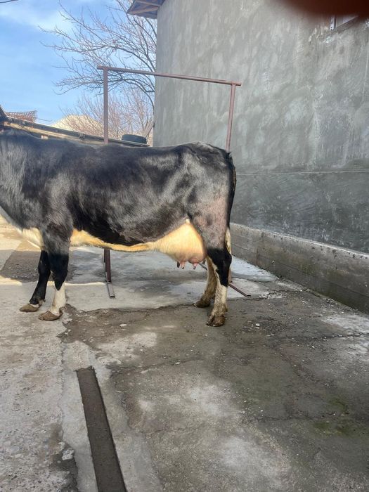 Бұзаулы сиыр сатылады