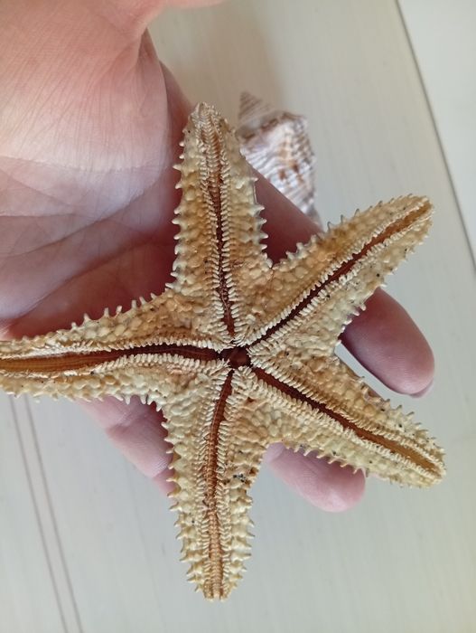 Морская звезда, ракушки