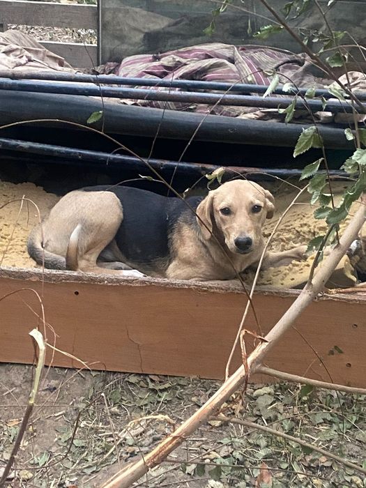 Собака бесплатно кобель