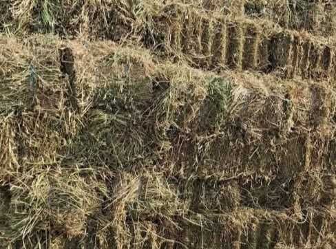 Baloti de fan uscati si depozitati in conditii perfecte.