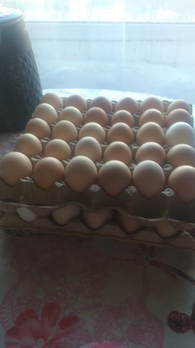 Несушкий порода уран