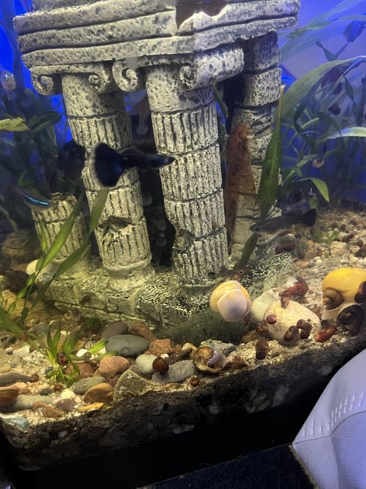 Гуппи московская синяя