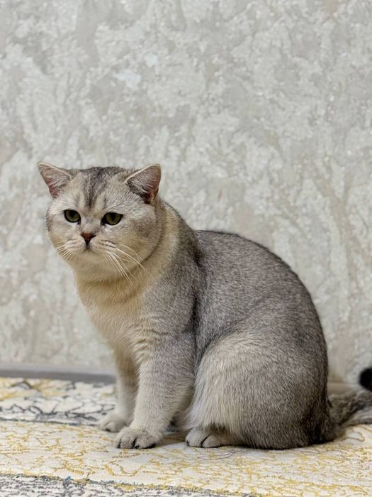 Shinshilla okraska li Mushuk
