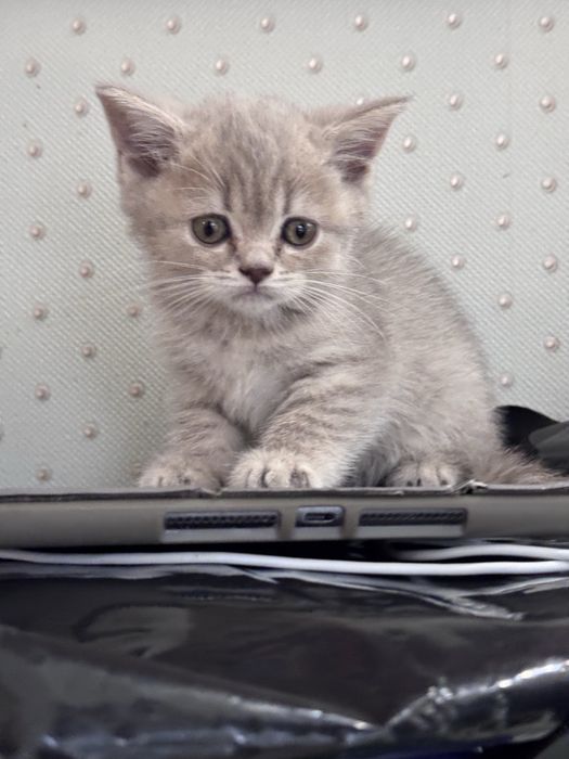 Котята британцы 2 месяца