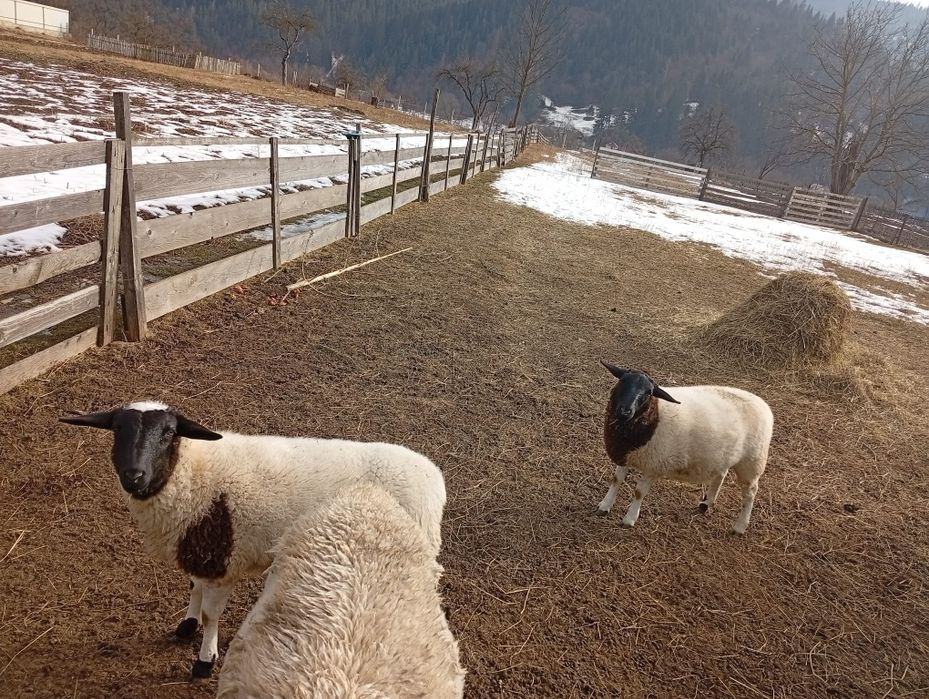 berbecuți  si mielute dorper