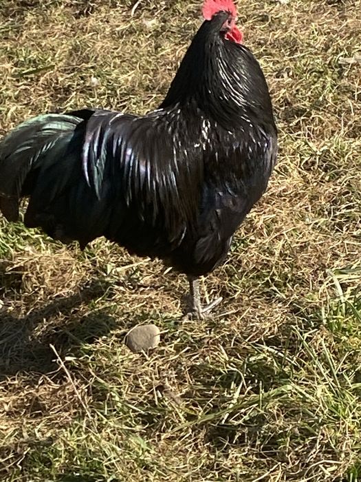 Cocosi Australorp si Wiandotte argintiu