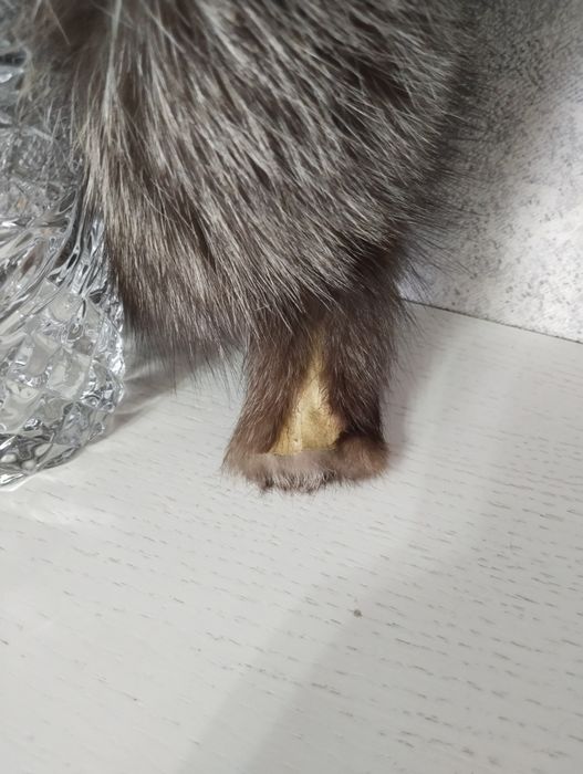 Продам малахай. Натуральная. Песец