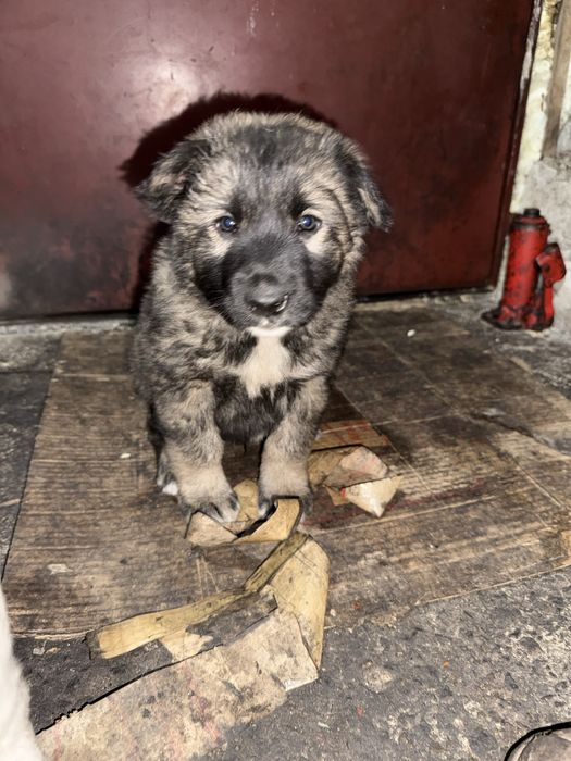 Продам щенят Тобет