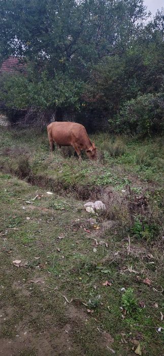 Vând vaca baltata românească