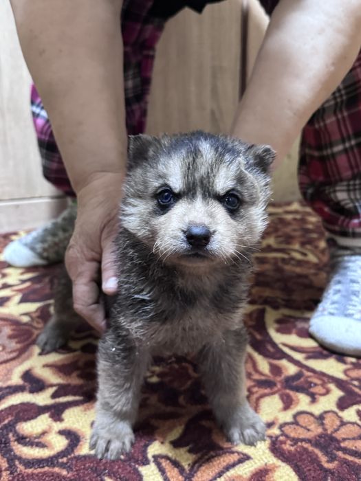 Продам и отдам в хорошие руки щенят