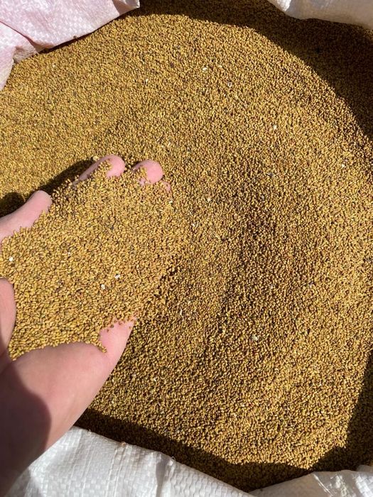 Семена (жоңышқа ұрық 1-сорт, 1-орым)