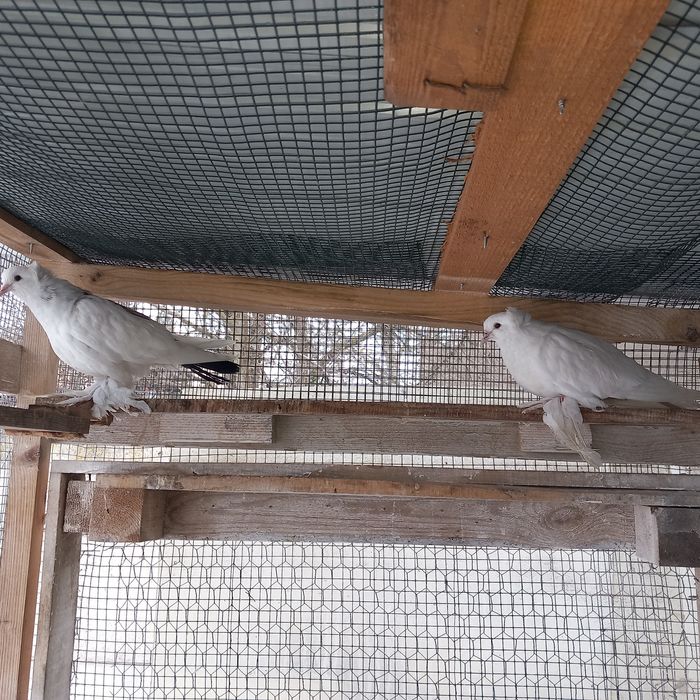 Voliera 2 compartimente porumbei uriasi maghiari