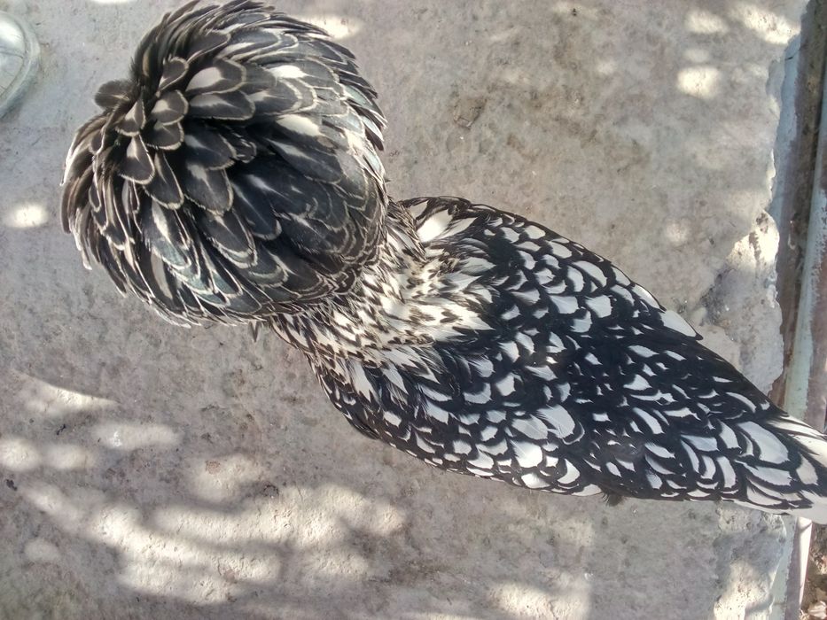 Падуван жужалар сотила