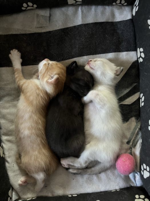 Прелестные котята