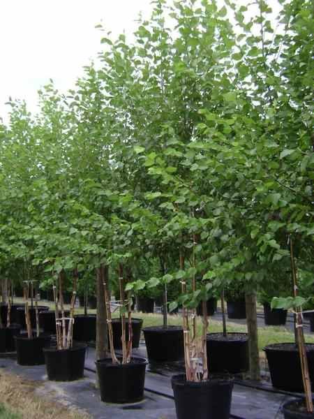 PEPINIERA/ mesteacan, platan, tei, magnolia, tuia, pin, platan, tuia