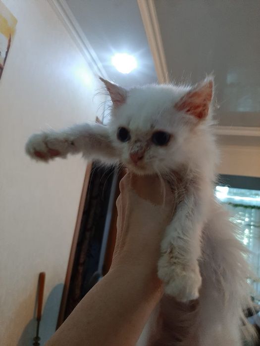 Котёнок мальчик ищет добрых хозяев