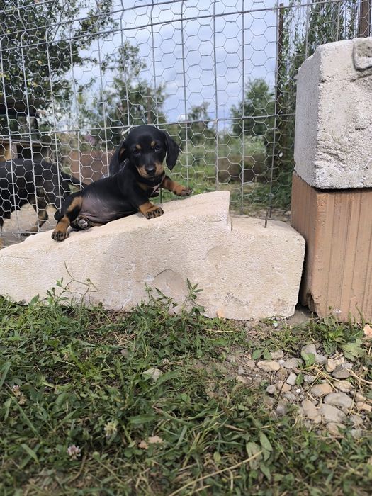 Cățel teckel dachshund