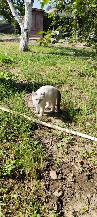 Отдам котенка в хорошие руки
