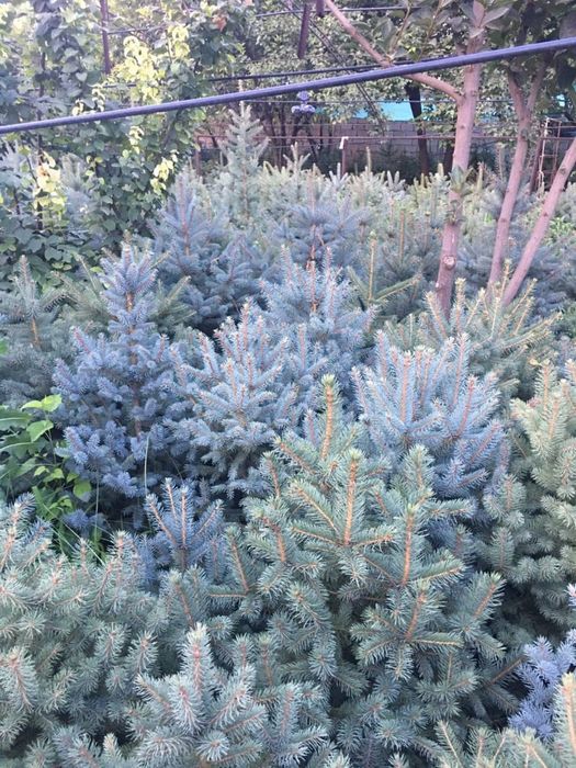 Galuboy yel sotiladi