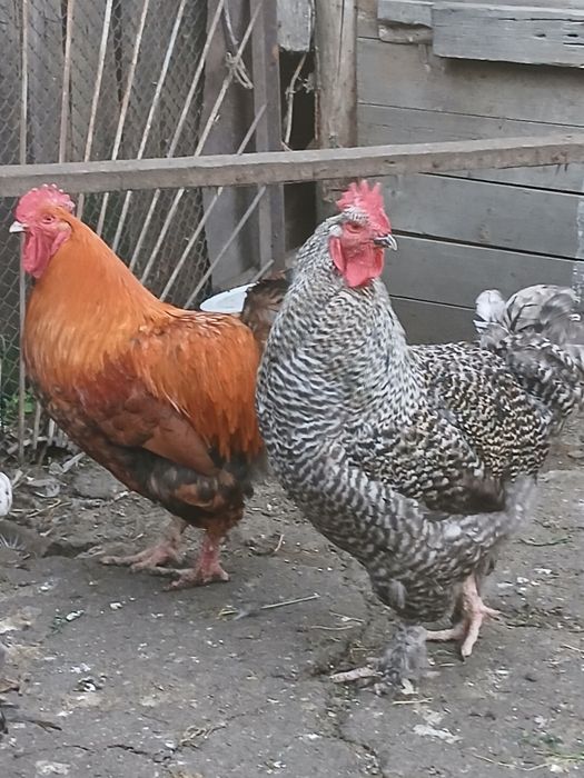 Продам цыплят возраст 3недели.
