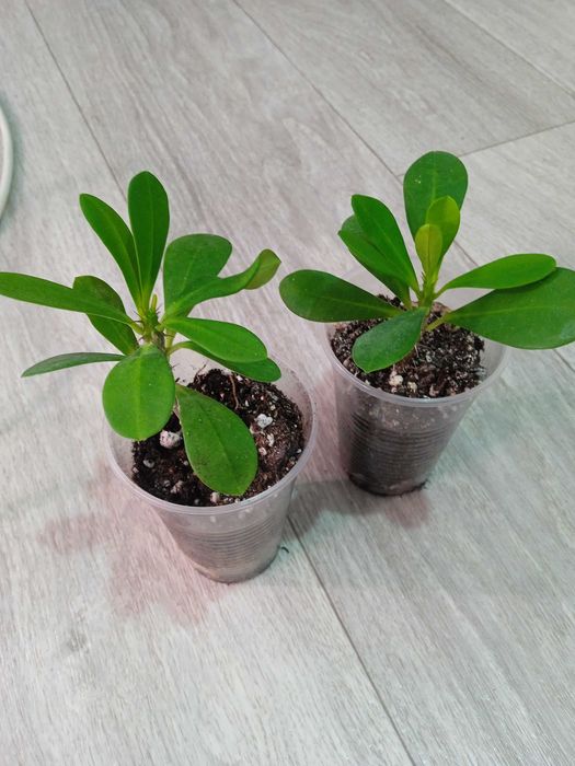 Продам комнатные растения