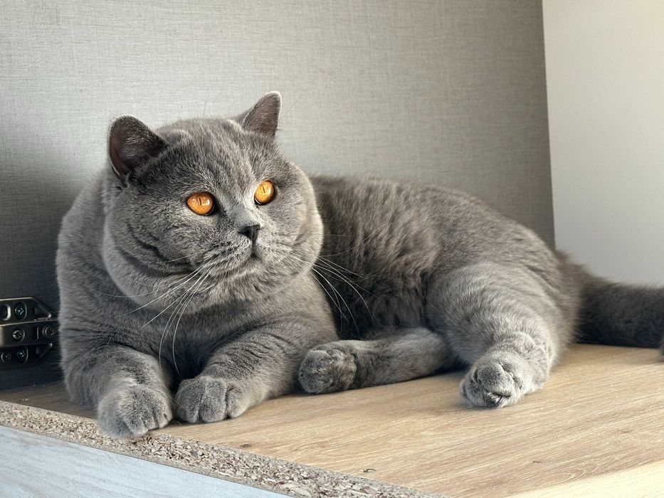 Мъжко синьо британско коте