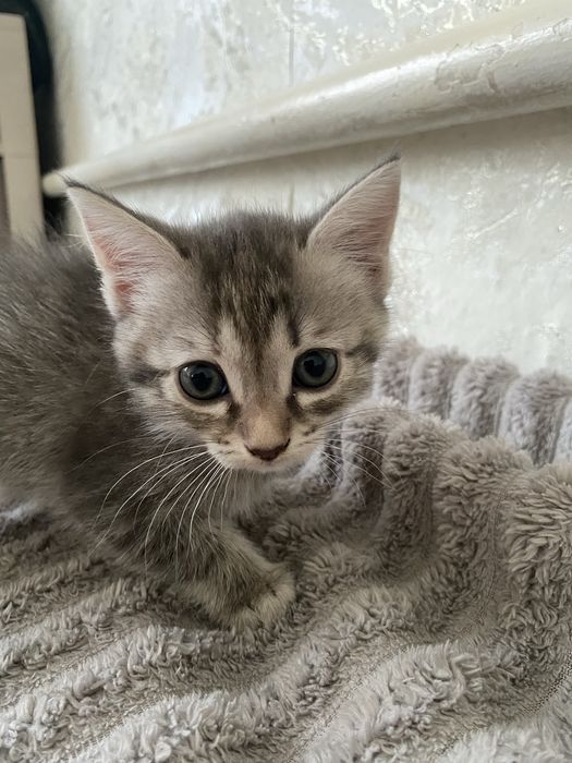 Отдам котят даром