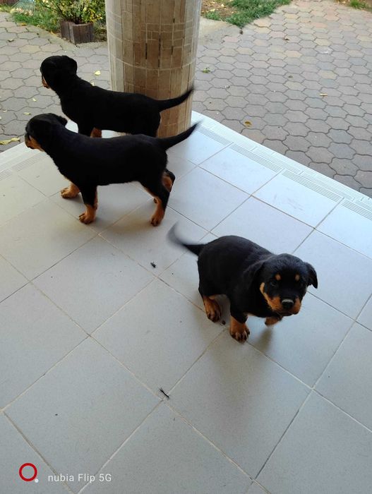 Vand pui rottweiler