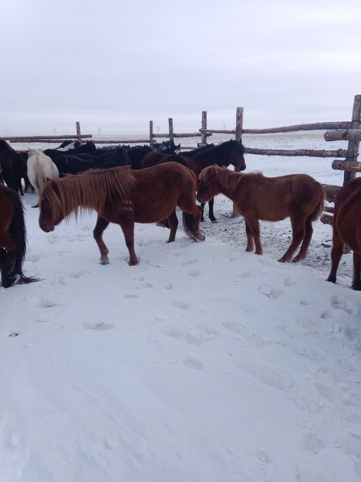 Продам кобылу с жеребенком