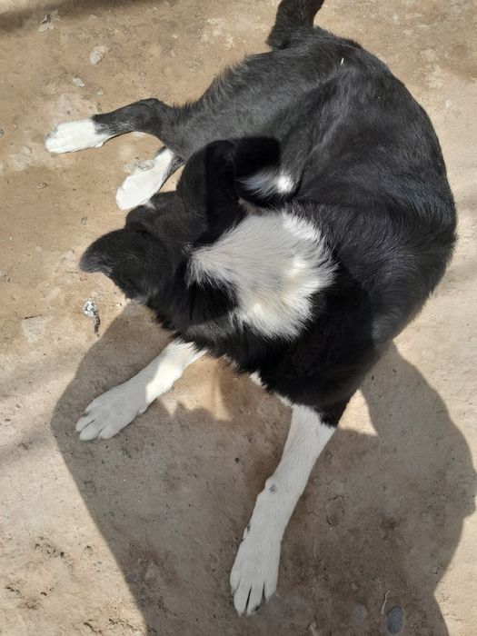 Еркак кучук 8 ойлик