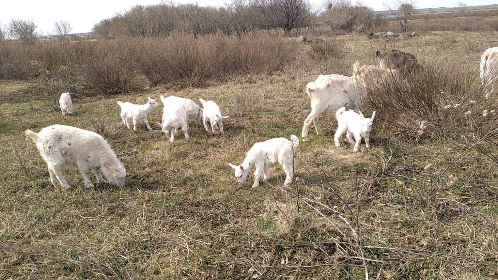 Продам козы молочные