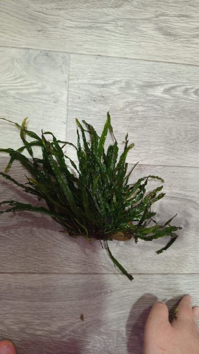 Продам аквариумных рыб