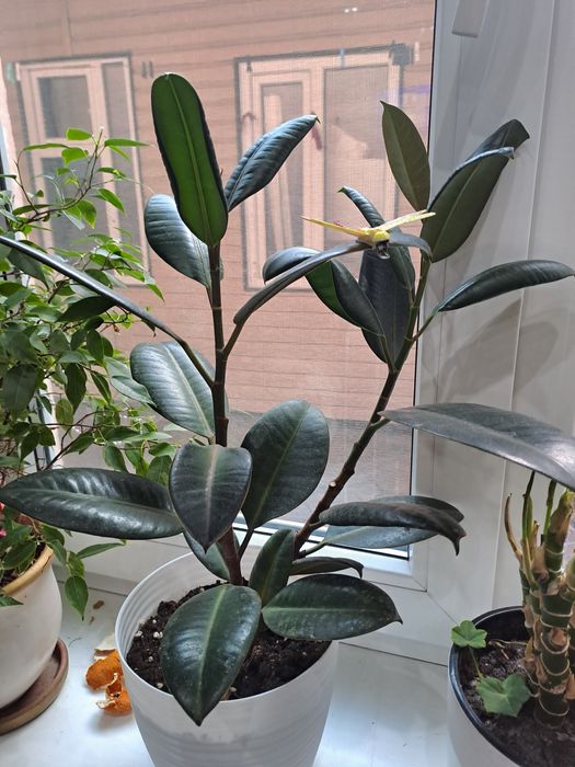 Продам комнатные цветы для офиса,дома.