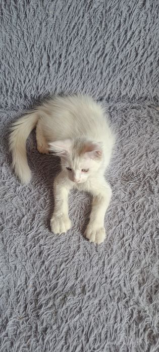 Продаётся котёнок мейн-кун